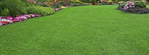 Rethink Your Lawn