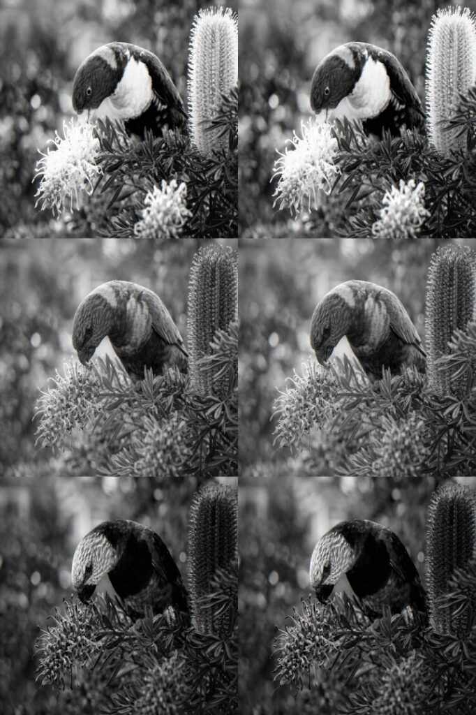 A native honeyeater feeding on a grevillea, perfect example of bird attracting plants Australia for your garden ecosystem
