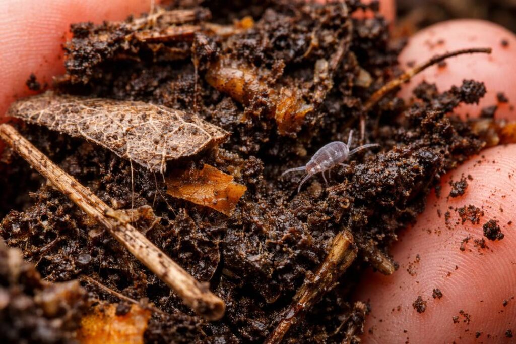 Close-up view of organic matter for soil – compost and leaf litter – breaking down to feed the garden's ecosystem.