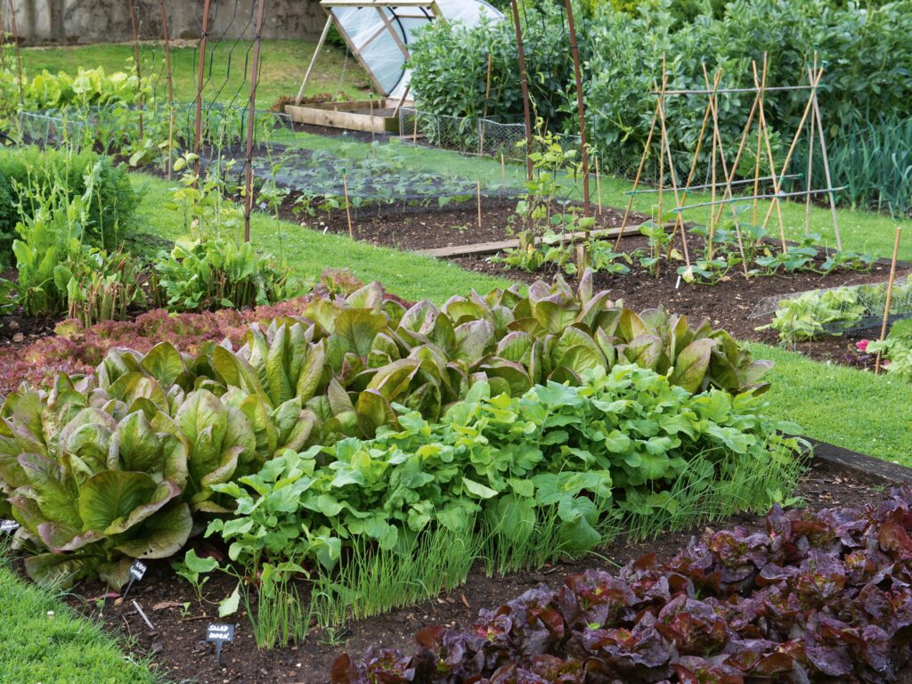 Vegitable Garden