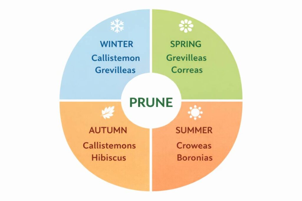 A quick-reference calendar for when to prune natives in Australia, broken down by season and plant type.