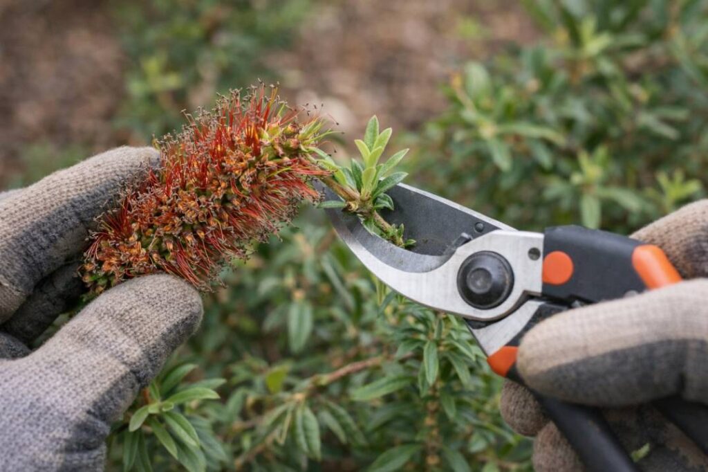 Pruning Australian natives like Callistemon: cutting back spent flower spikes to encourage new growth and next season's blooms.